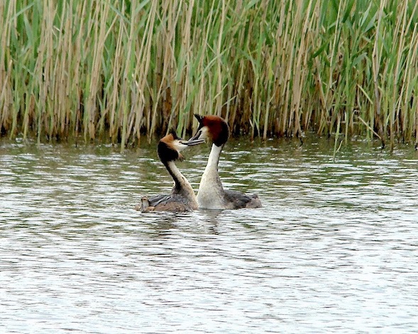 great crested grebe
